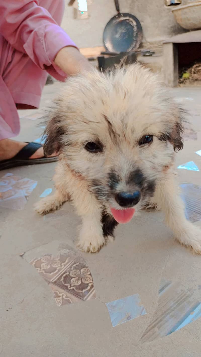 Scruffy liltle baby 0