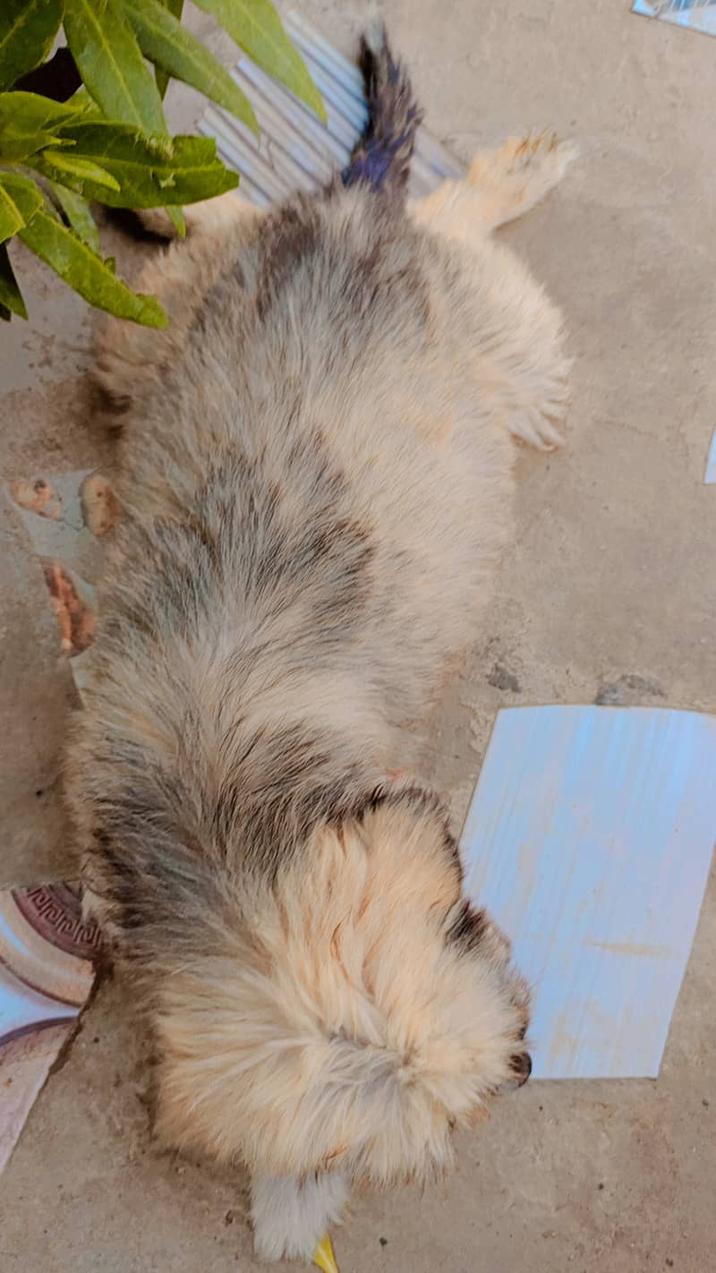 Scruffy liltle baby 2