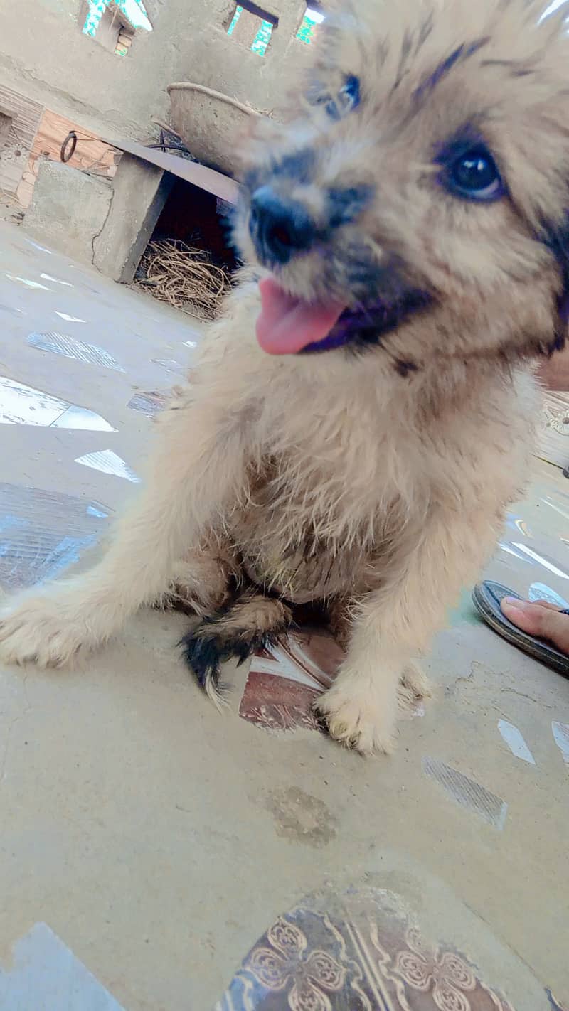 Scruffy liltle baby 4