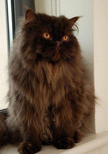 Persian Cat