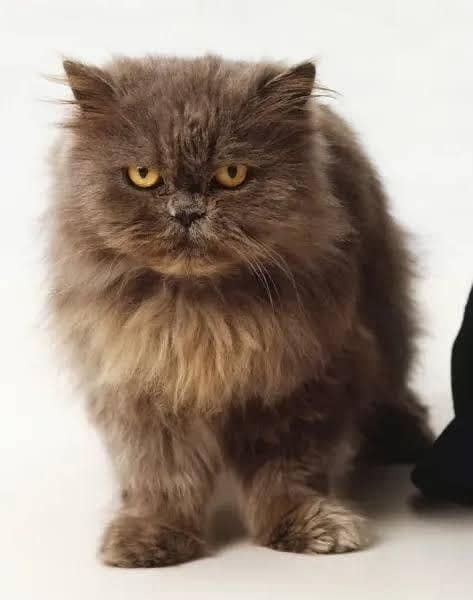 Persian Cat 1
