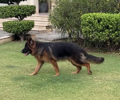 Pedigreed German Shepherd Long Coat
