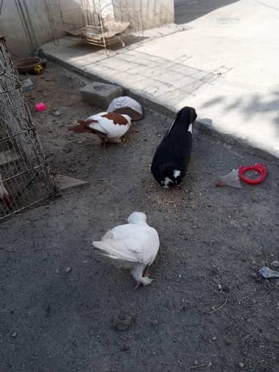 sherazi pigeon pair with1 male patha for sale