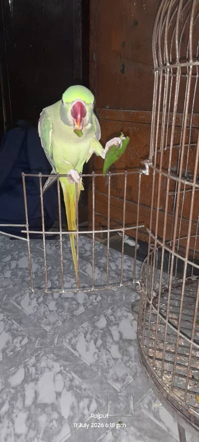 Female parrot