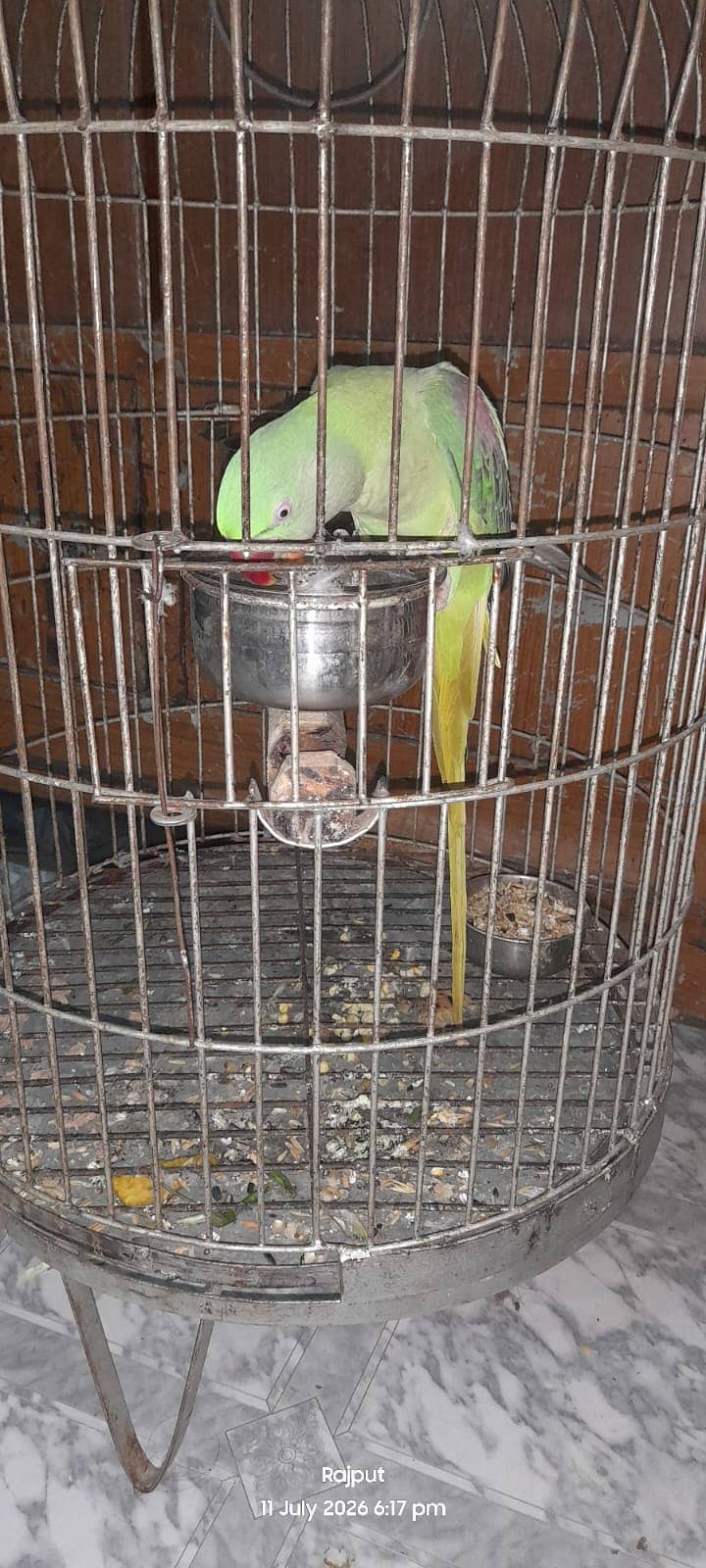 Female parrot 1