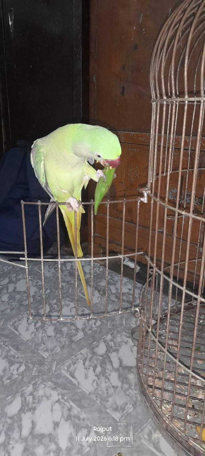 Female parrot 2