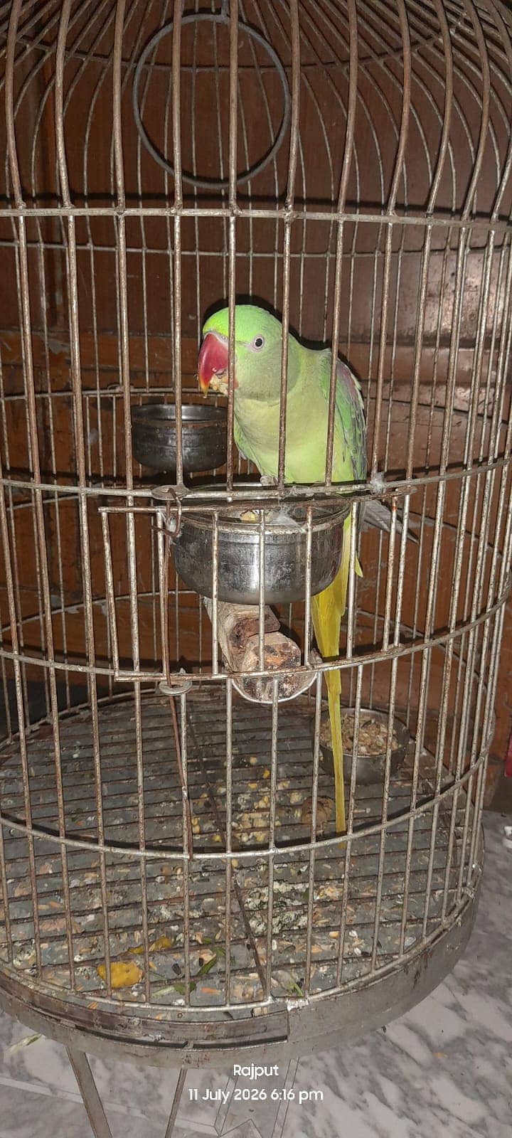 Female parrot 3