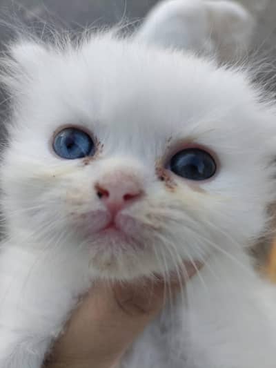 kittens for sale