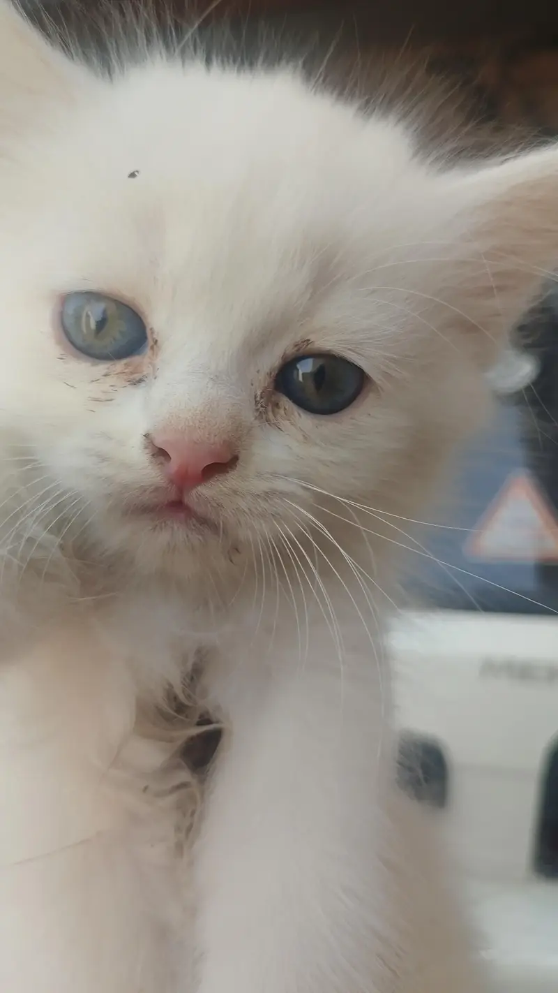 kittens for sale — photo 2