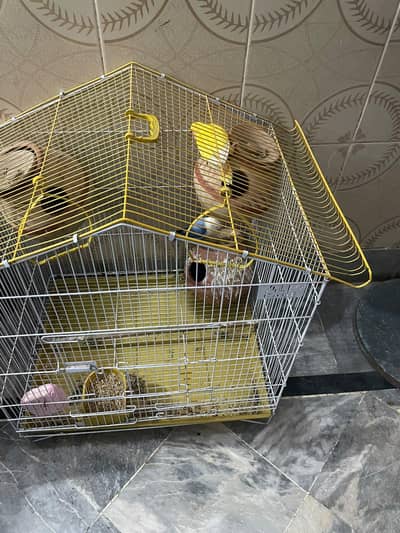 Love birds for sale with cage