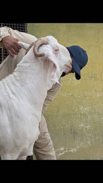 Gulabi Bakra khassi 6 daant |Tapri|beetal|Teddi|Boer|Makhicheeni|Bakri