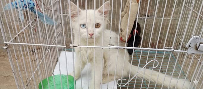 Beautiful Miniature Kitten For Sale