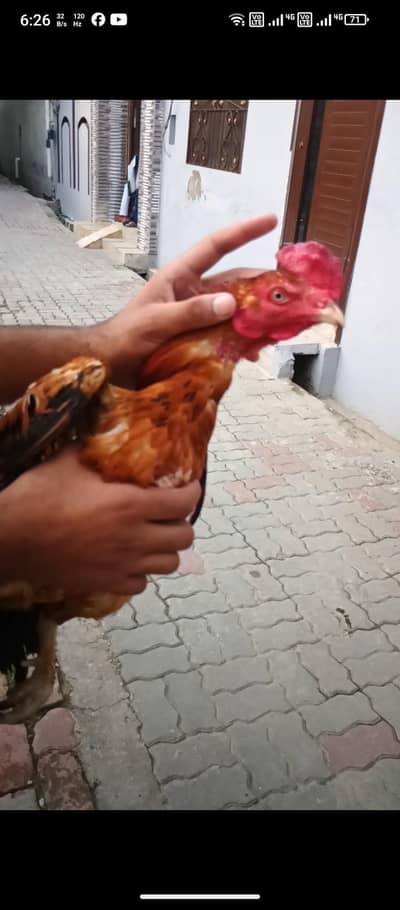 Pure Aseel murga i kmi pashi ho jye gi