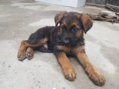 German shepherd puppies available for sale