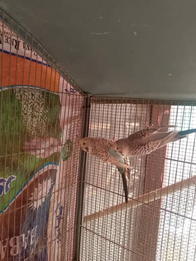 tcb mutation pair