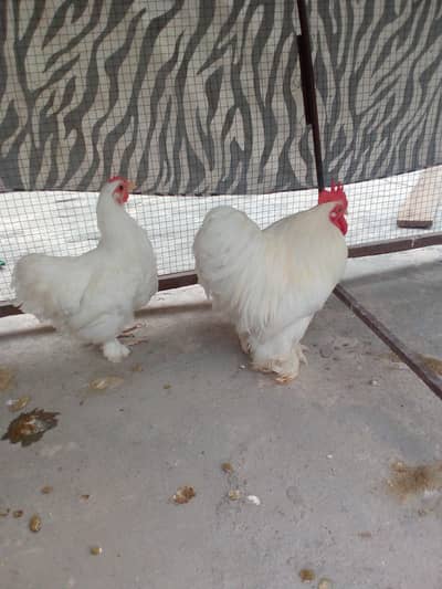 Waite +Black Bantam For sale