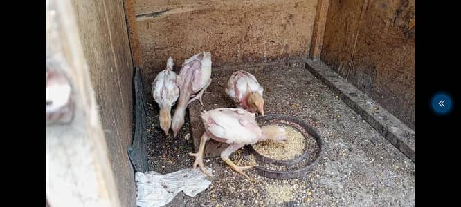 Heera aseel chicks available in different ages