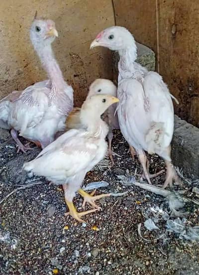 Heera aseel chicks available in different ages