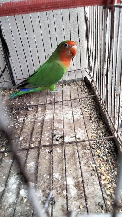 Green Seven Color Parrot