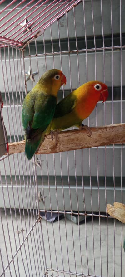 good quality and healthy breed