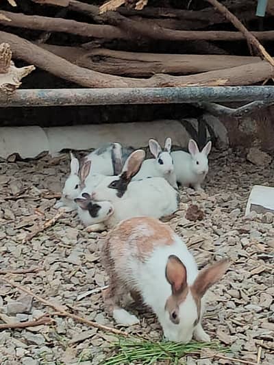healthy rabbit. sale 500 each