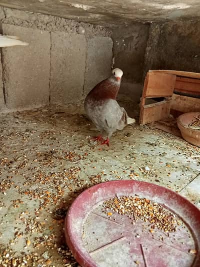 laka kabootar pair and indian fancy pair for sale