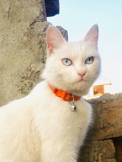 Beautiful White Female Cat – 6 Months Old | Healthy & Friendly