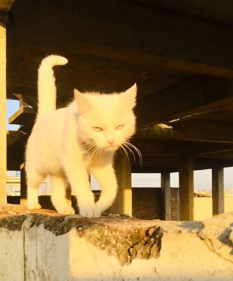white cat 1