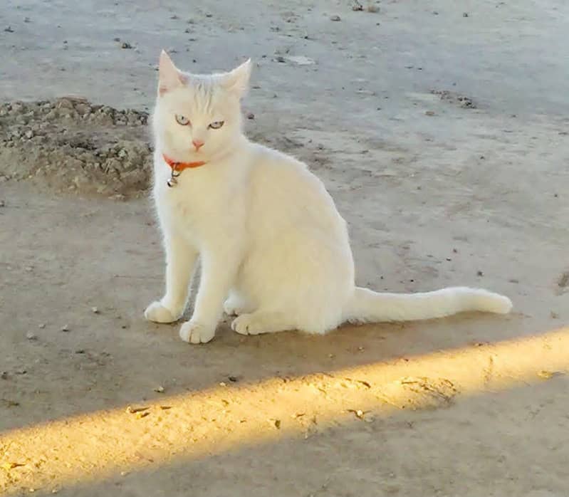white cat 2