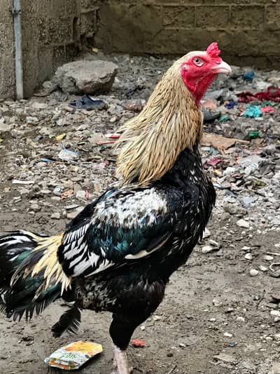 Aseel murga murgi pair