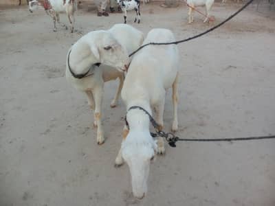 2 breeder Male for sale health or active male 03265300290
