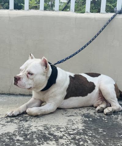 Pocket size American Bully male available for stud