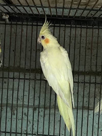 Cocktail Family for sale 1 pair + 1 extra female 2 chicks