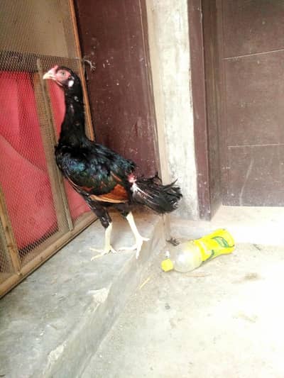 Aseel murgi ANDAY de rahi hai