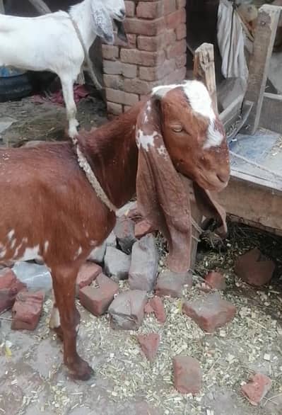 pure desi bakra for sale