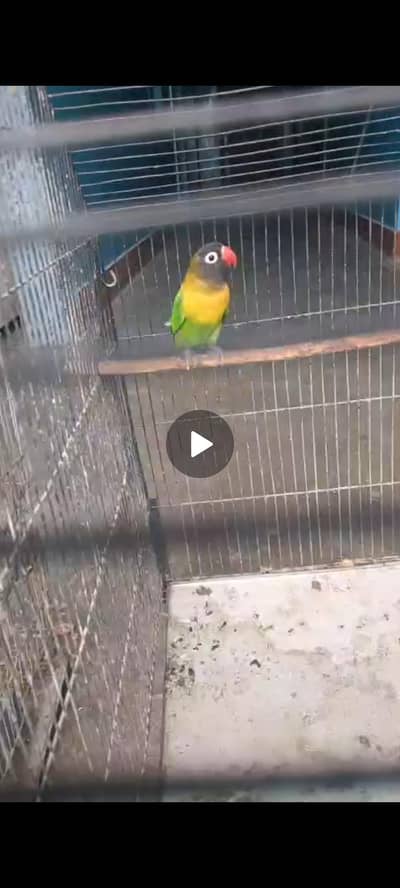 lovebird