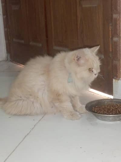 double coat persion cat for sale