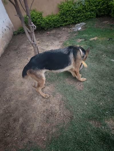 I am selling my dog jerman short coat