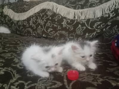 kitten