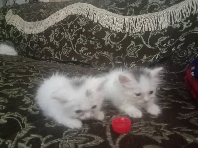 kitten 0