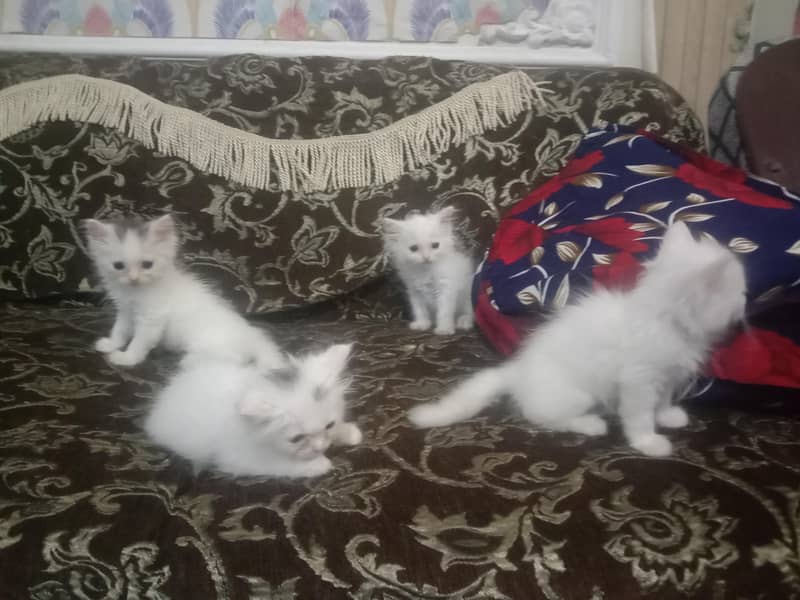 kitten 1