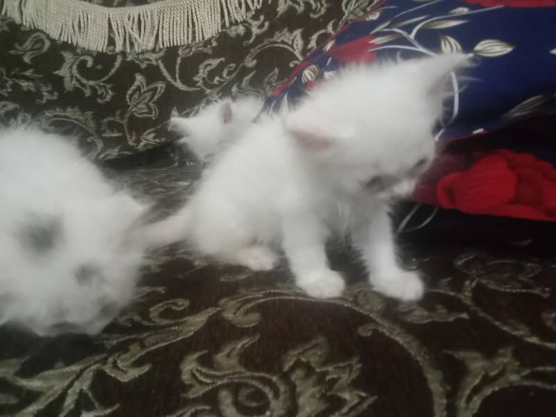 kitten 2