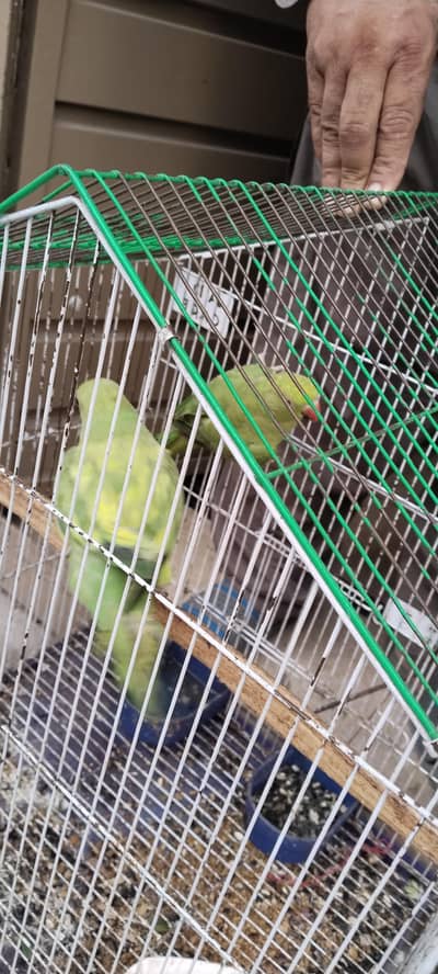 for sale