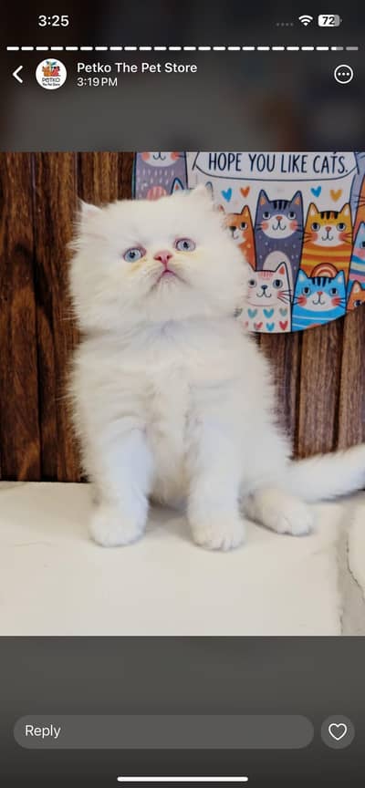 Persian Kittens/sami punch face/ Cats Gray /white/ Blue eyes