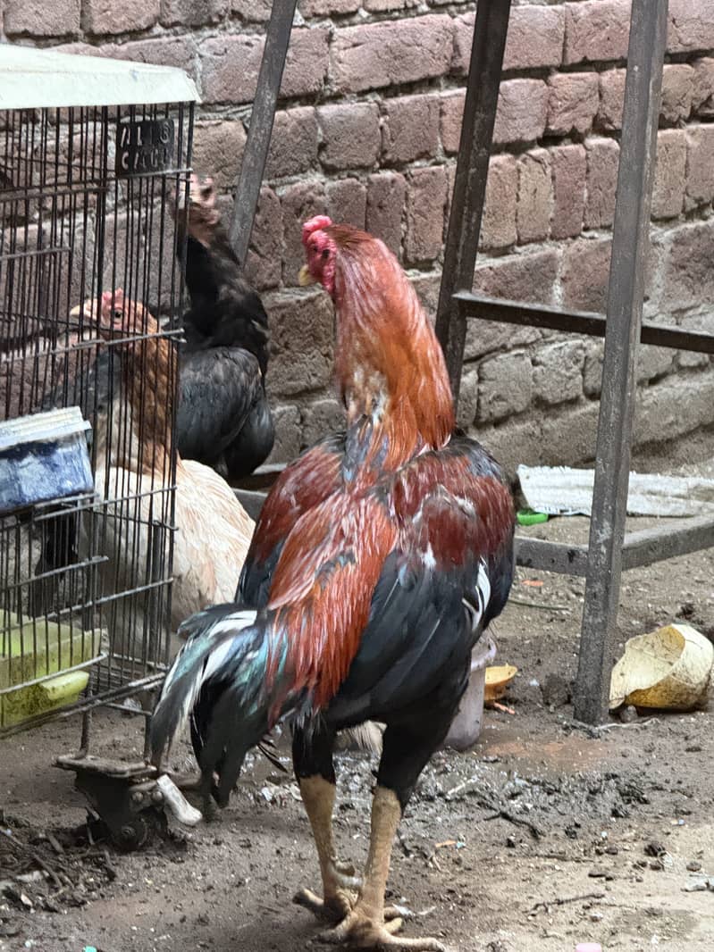 Baki ap khudi dake lo 0