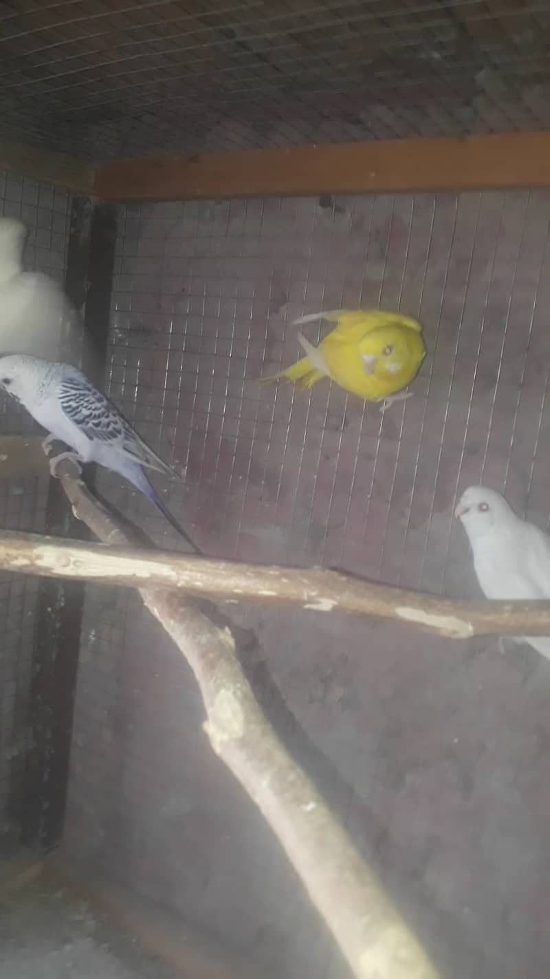 budgies Breeder TCB 0
