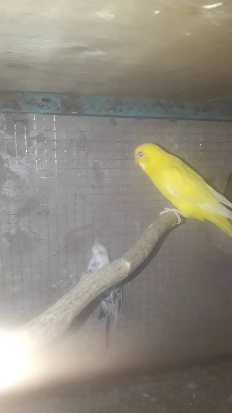 budgies Breeder TCB 1