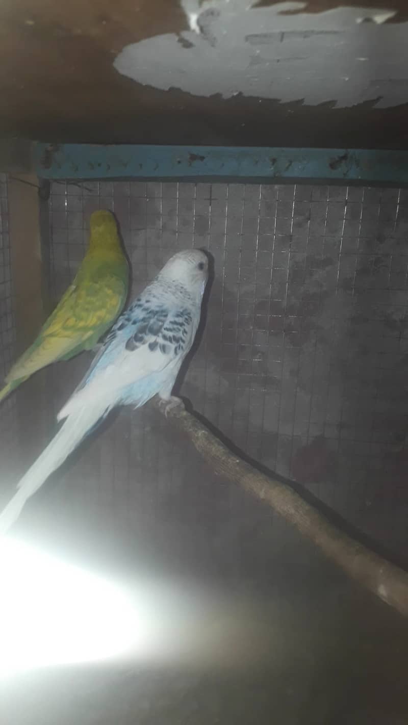 budgies Breeder TCB 2