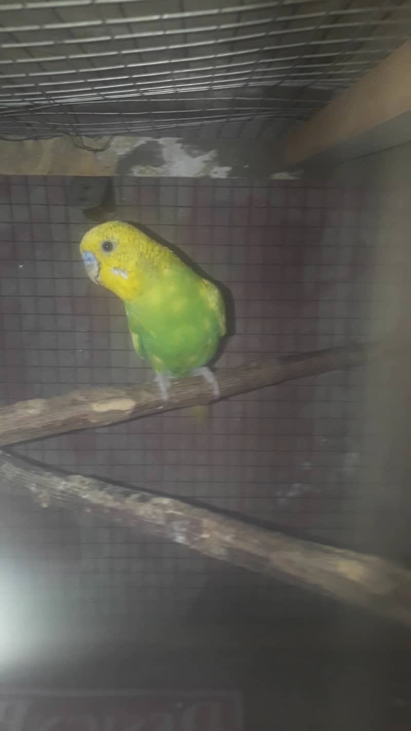 budgies Breeder TCB 3