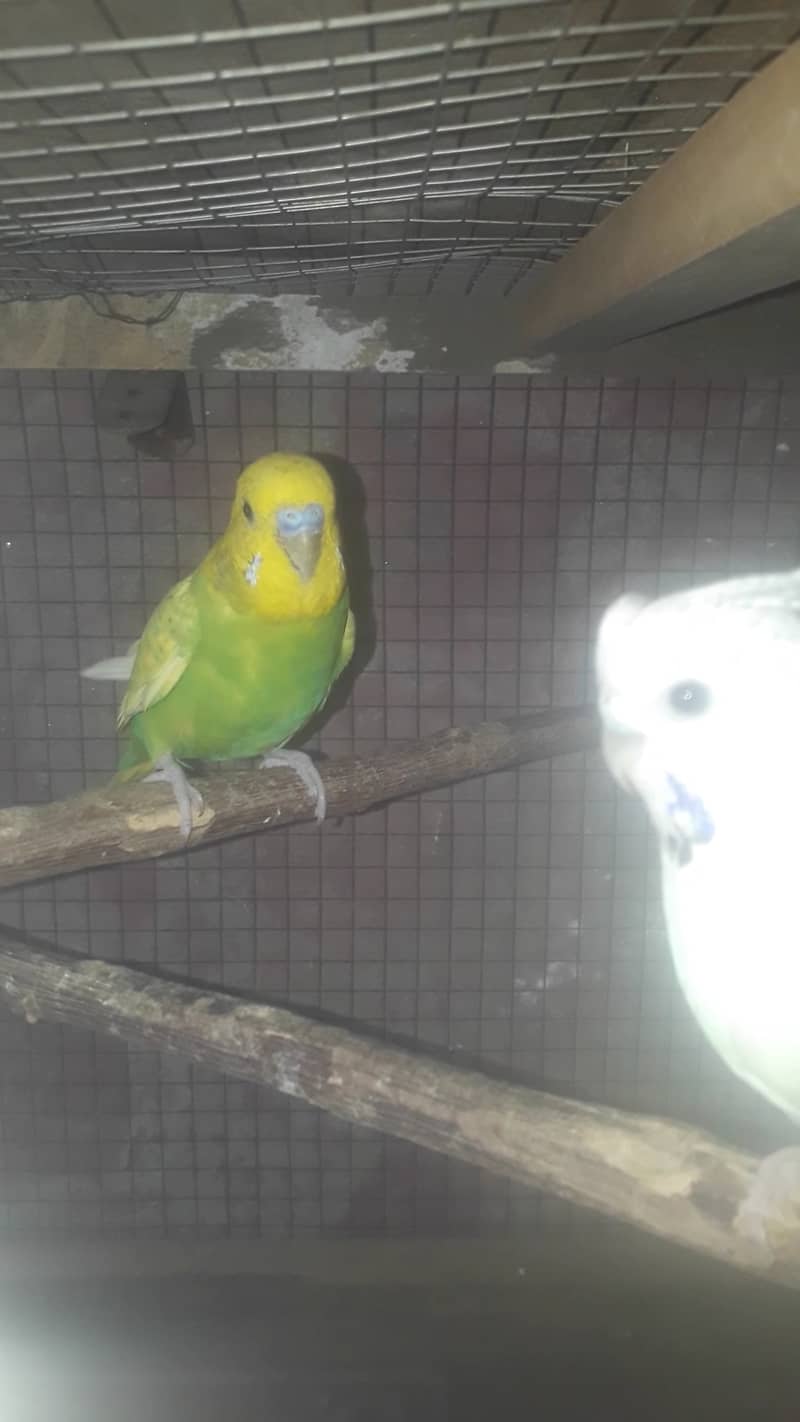 budgies Breeder TCB 4